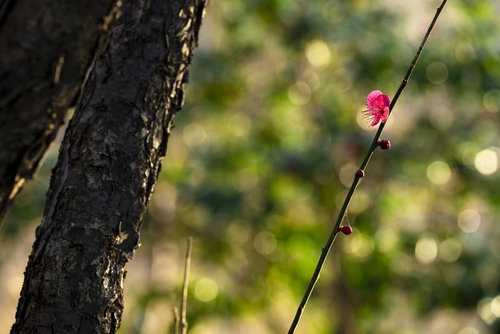 早咲きの紅梅の開花、濃いピンク色の花が枝いっぱいに咲く春の風景