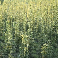 明け方の光に浮かび上がる新緑の木々の森林の写真