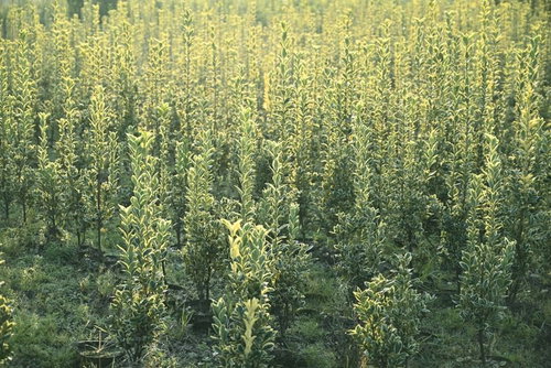 明け方の光に浮かび上がる新緑の木々の森林