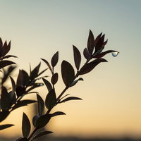 朝焼けに光る夜露の雫 - 明け方の葉に輝く水滴の写真