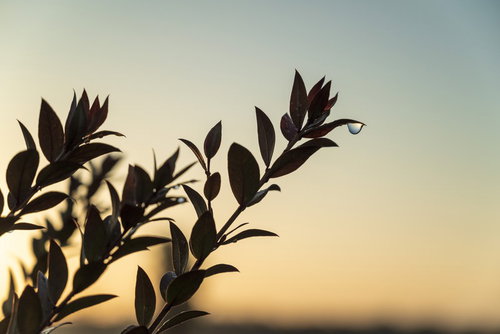 朝焼けに光る夜露の雫 - 明け方の葉に輝く水滴