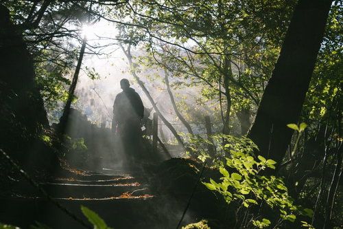 木漏れ日が差し込む石段の登山道を歩く登山者