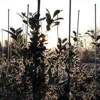 朝日が差し込む植林地帯の霜が降りた木々と光芒の写真