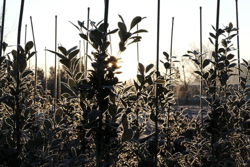 霜が降りた植林の苗木と冬の朝日