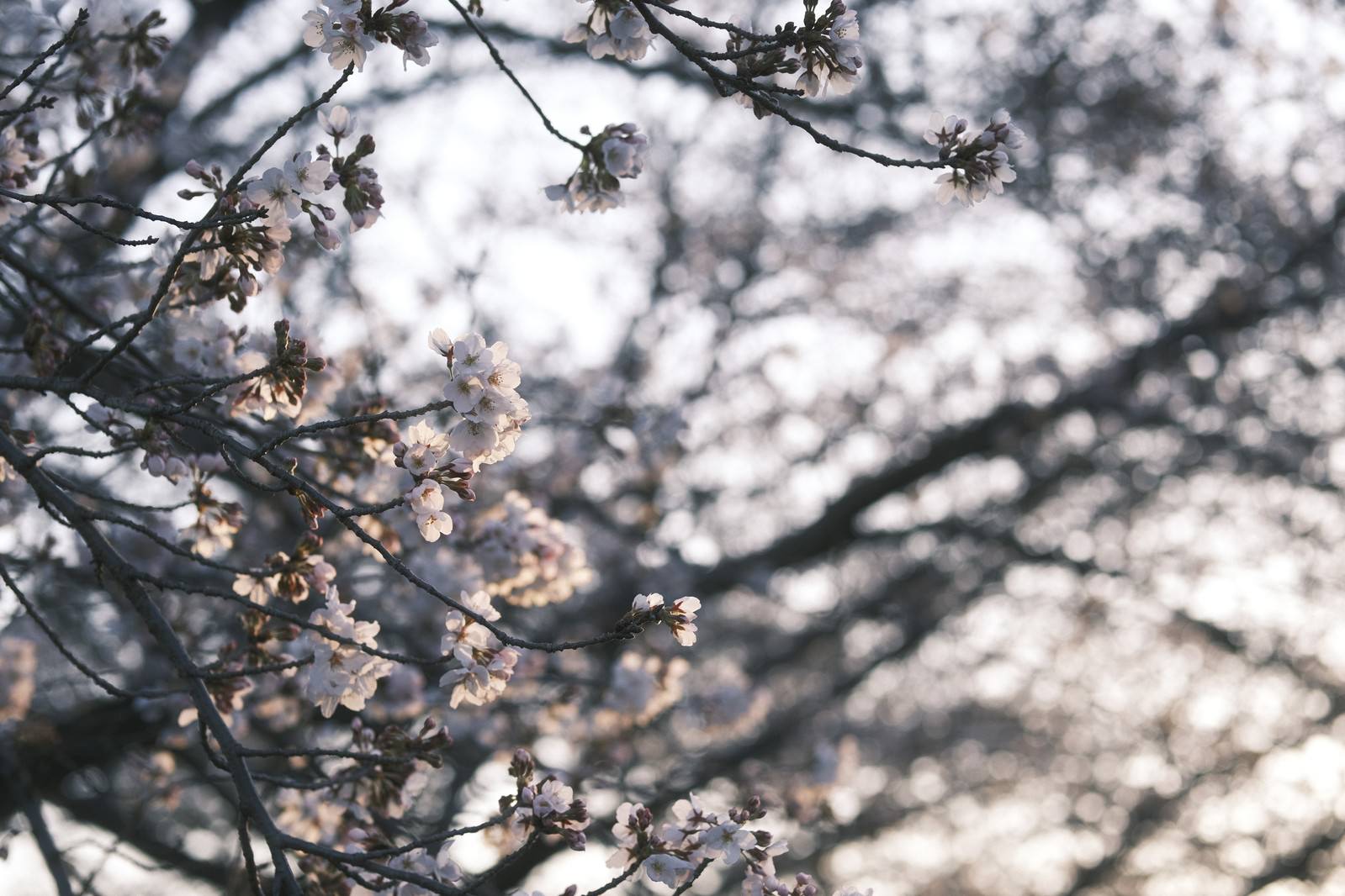 Cherry blossom (sakura) branch illuminated by morning light with white buds and small blooming flowers in spring scenery