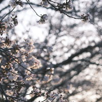 朝の薄い光に浮かぶ桜の蕾と花が咲く枝の春景色の写真