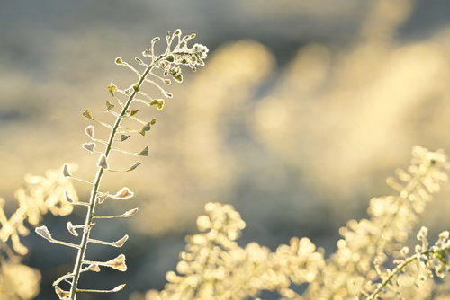 朝日に輝くナズナの花 春の野草マクロ撮影