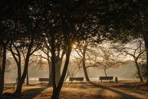 朝靄に包まれた公園のベンチが並ぶ早朝の風景