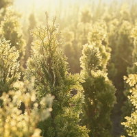 朝日の逆光に光るコニファーの庭木の写真