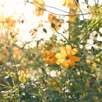 朝焼けに踊るオレンジ色のキバナコスモスの花の写真