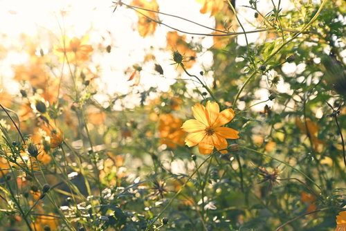朝焼けに踊るオレンジ色のキバナコスモスの花