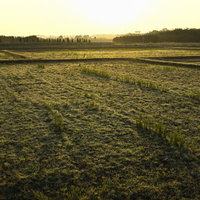 朝焼けに輝く水田の農耕地帯 - 田園風景の写真