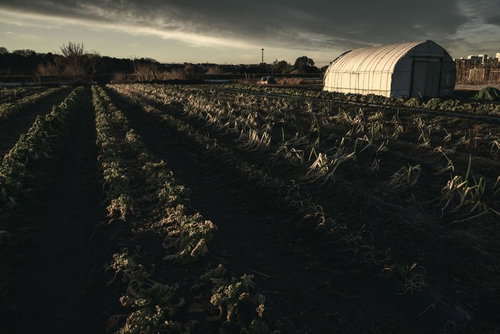 朝焼けに染まるビニールハウスと畑の風景、農村の夜明け