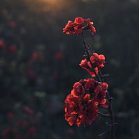 朝焼けの光に照らされるボケの花 バラ科の春の季節の写真