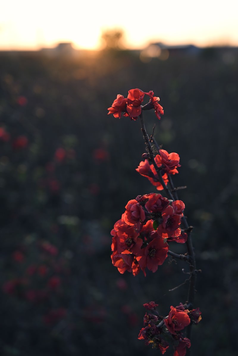 夕日を背景に咲く赤いボケの花が縦に並んでいる様子