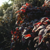 朝霜を纏う低木の庭木 秋冬の紅葉と霜の写真