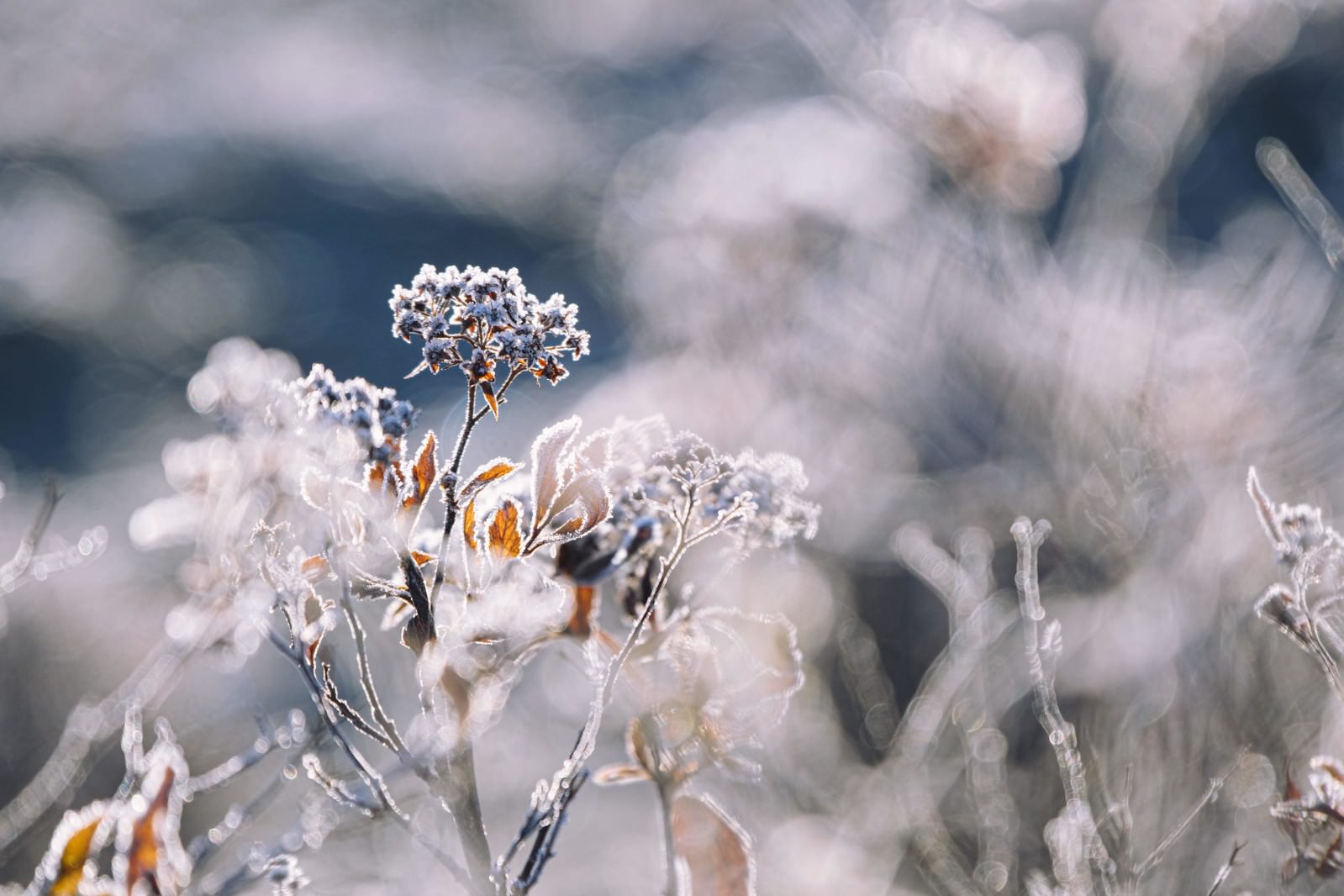 朝霜で白く覆われた植物の芽と枯れ草が背景に見える冬景色