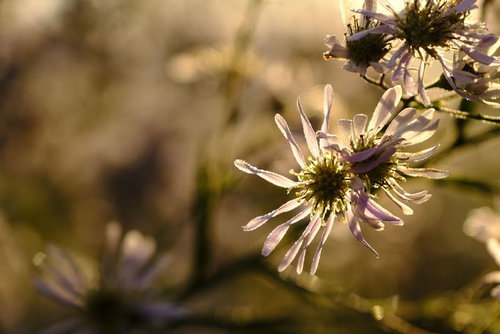 朝露が輝くノコンギクの白い花びら