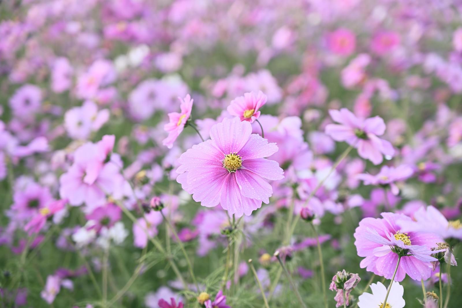 朝露に濡れた薄いピンク色のコスモスの花