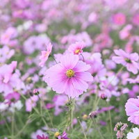 朝露に濡れるピンク色のコスモスと秋桜の花々の写真