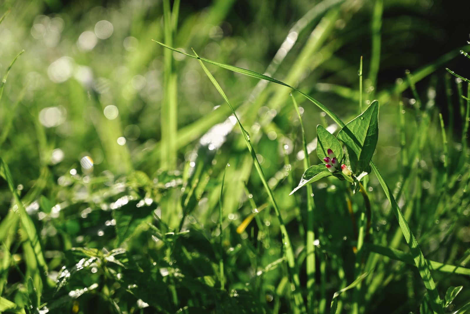 朝露の水滴が付いた緑の草や葉が朝の光に輝いている