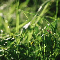 朝露に濡れる新緑の花と蕾の写真