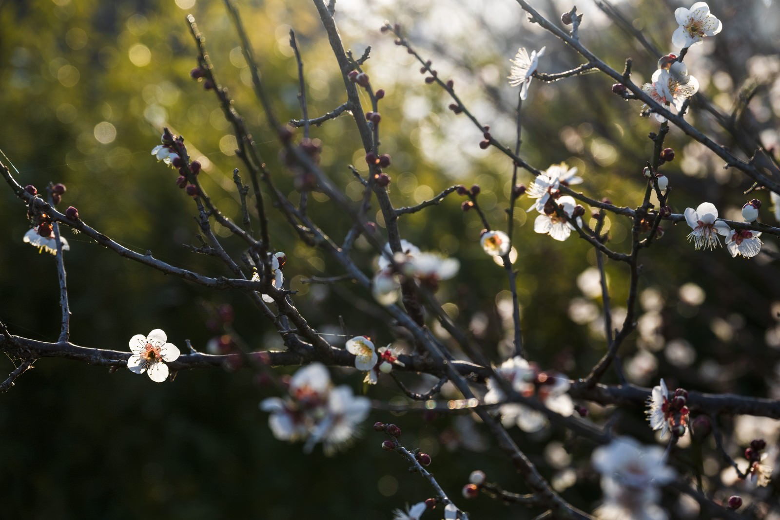 木漏れ日の中で咲く淡いピンクの梅の花が枝に美しく開花している様子
