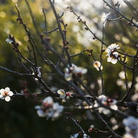 木漏れ日に浮かび上がる淡いピンクの梅の花の写真