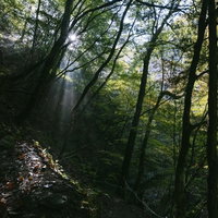 木漏れ日と光芒が差し込む西沢渓谷の登山道の写真