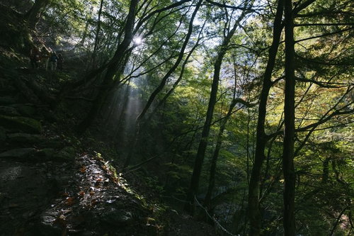 木漏れ日と光芒が差し込む西沢渓谷の登山道