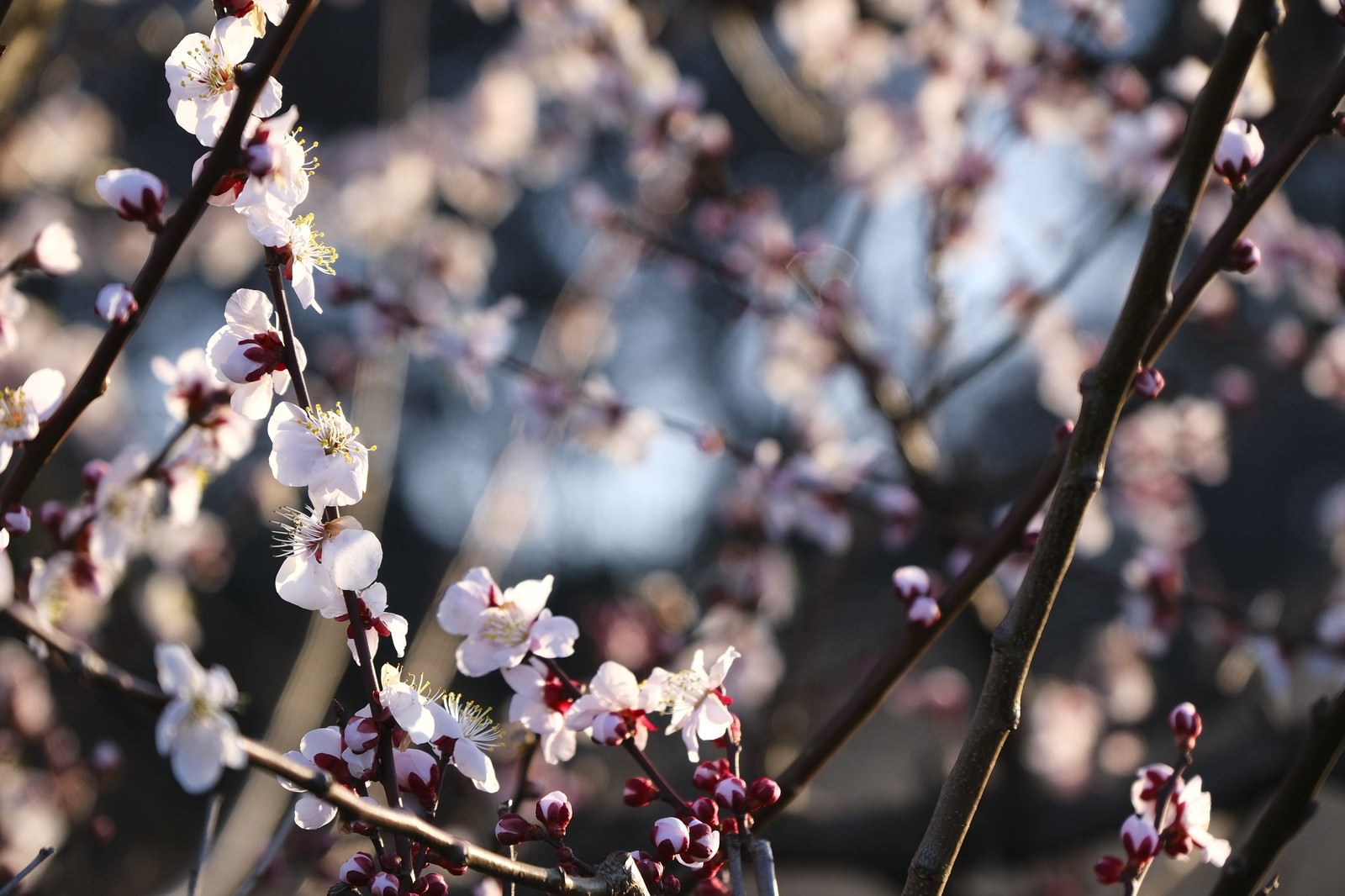 白い梅の花が咲いた枝に蕾も付いている春の風景