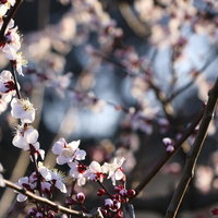 白い梅の花と蕾が咲く枝 春の開花時期の自然の写真
