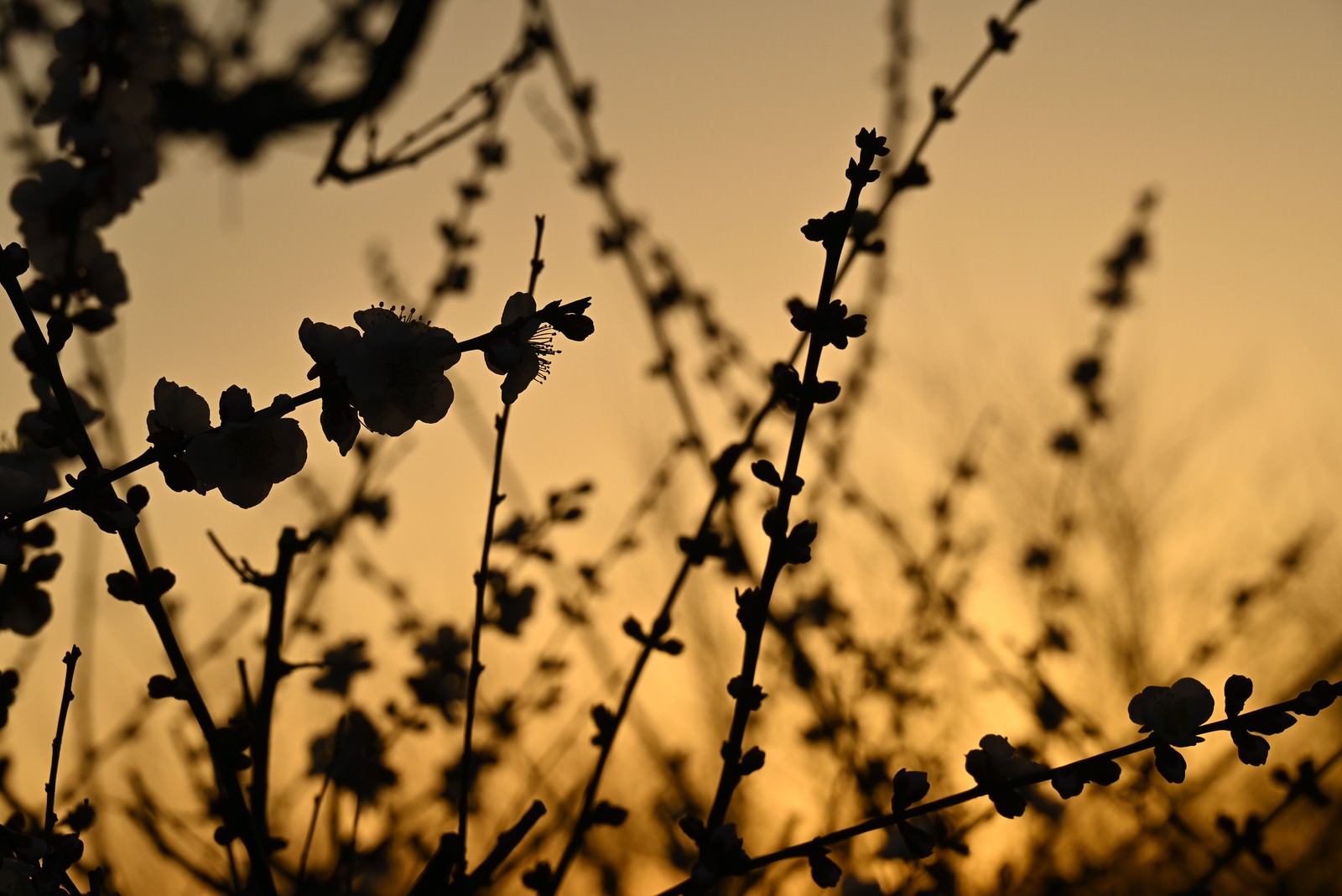 夕暮れの空を背景にした梅の花と枝のシルエット
