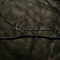 雨の森で水滴を纏う細い枝の自然風景写真の写真