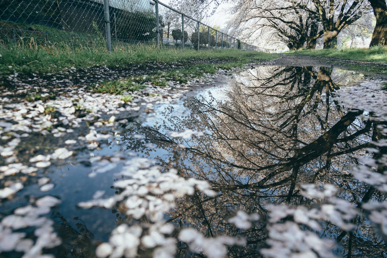 水溜まりに映る桜並木と散った花びらが写る春の風景