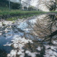 水鏡に映る桜並木：春の水溜まりに咲く桜の反射風景の写真
