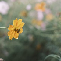 淡い黄色に染まるキバナコスモスの一輪の花の写真