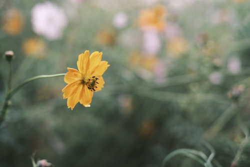 淡い黄色に染まるキバナコスモスの一輪の花
