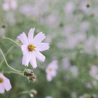淡い色の秋桜が咲く草花の写真