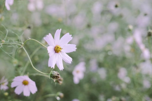 淡い色の秋桜が咲く草花