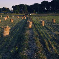 牧草ロールが転がる夜明けの田んぼの農村風景の写真