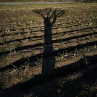 畑の畝に伸びる一本の影 昼間の日差しで映る樹木の形の写真