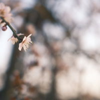 白梅一輪の開花 春の訪れを告げる優雅な花の写真