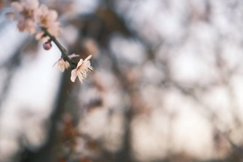 白梅一輪の開花 春の訪れを告げる優雅な花