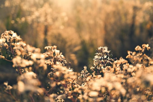 夕焼けの逆光に輝く草と雑草