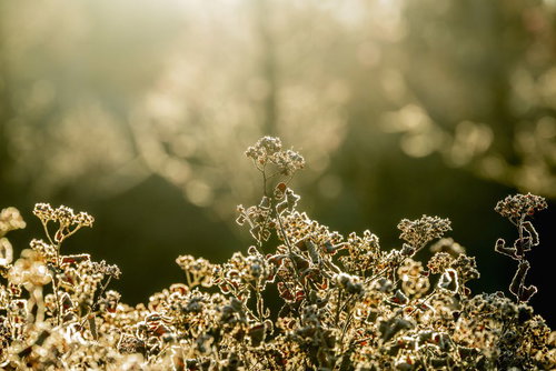 神々しい光を待つ草花の芽が夕焼けに輝く朝日と夕日