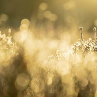 夕焼けに浮かぶ低木と雑草のシルエットの写真