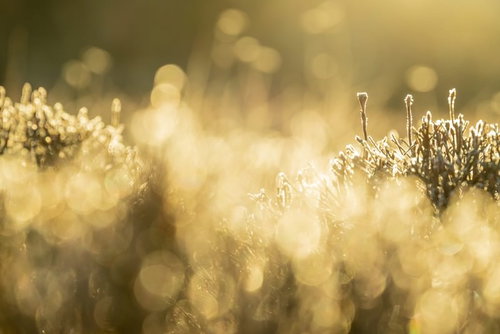 夕焼けに浮かぶ低木と雑草のシルエット
