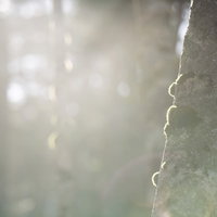 苔を纏うシラビソの樹皮：湿潤な森林環境に生育する樹木の写真
