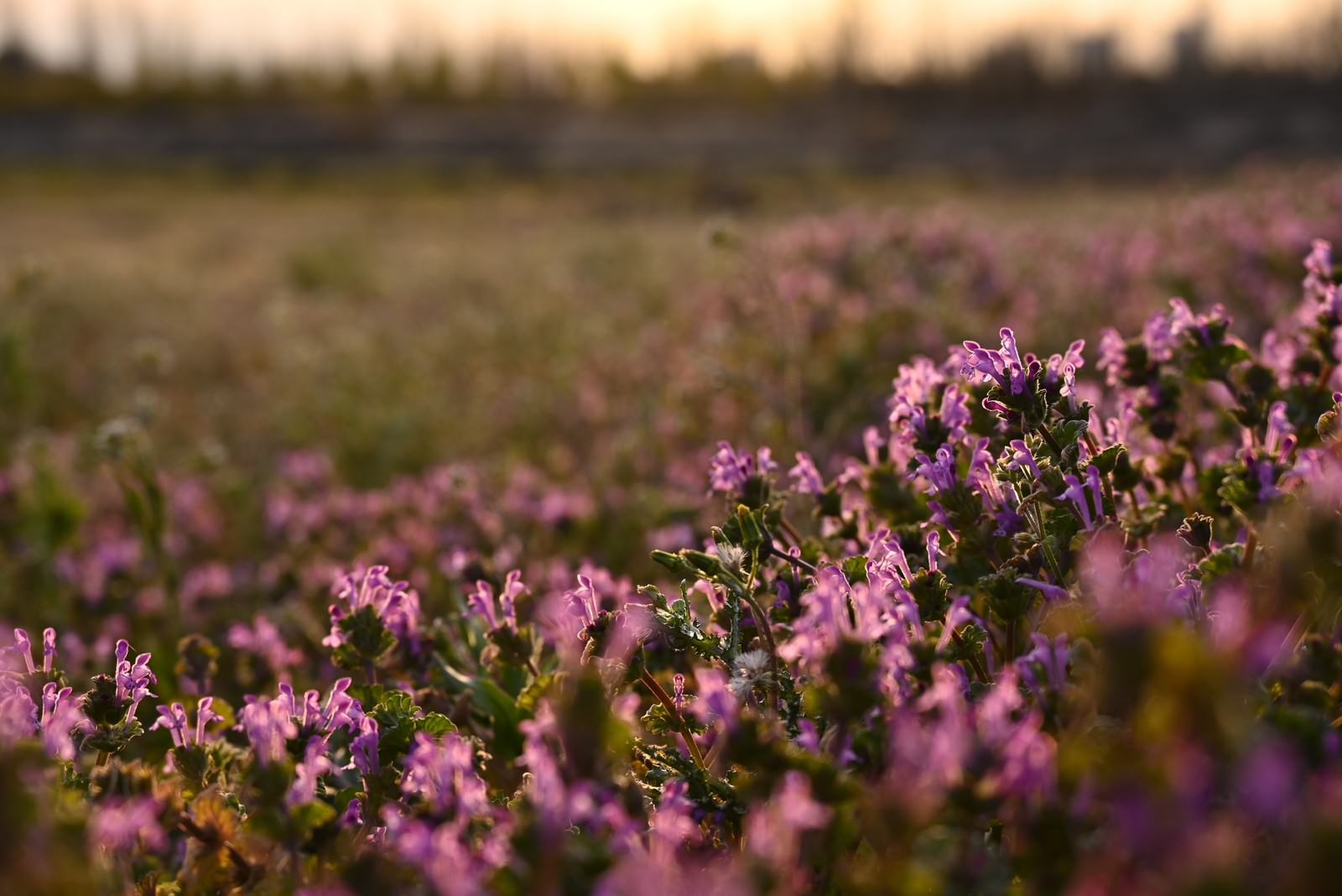 夕焼けの光に照らされた草原に群生するピンクの小花